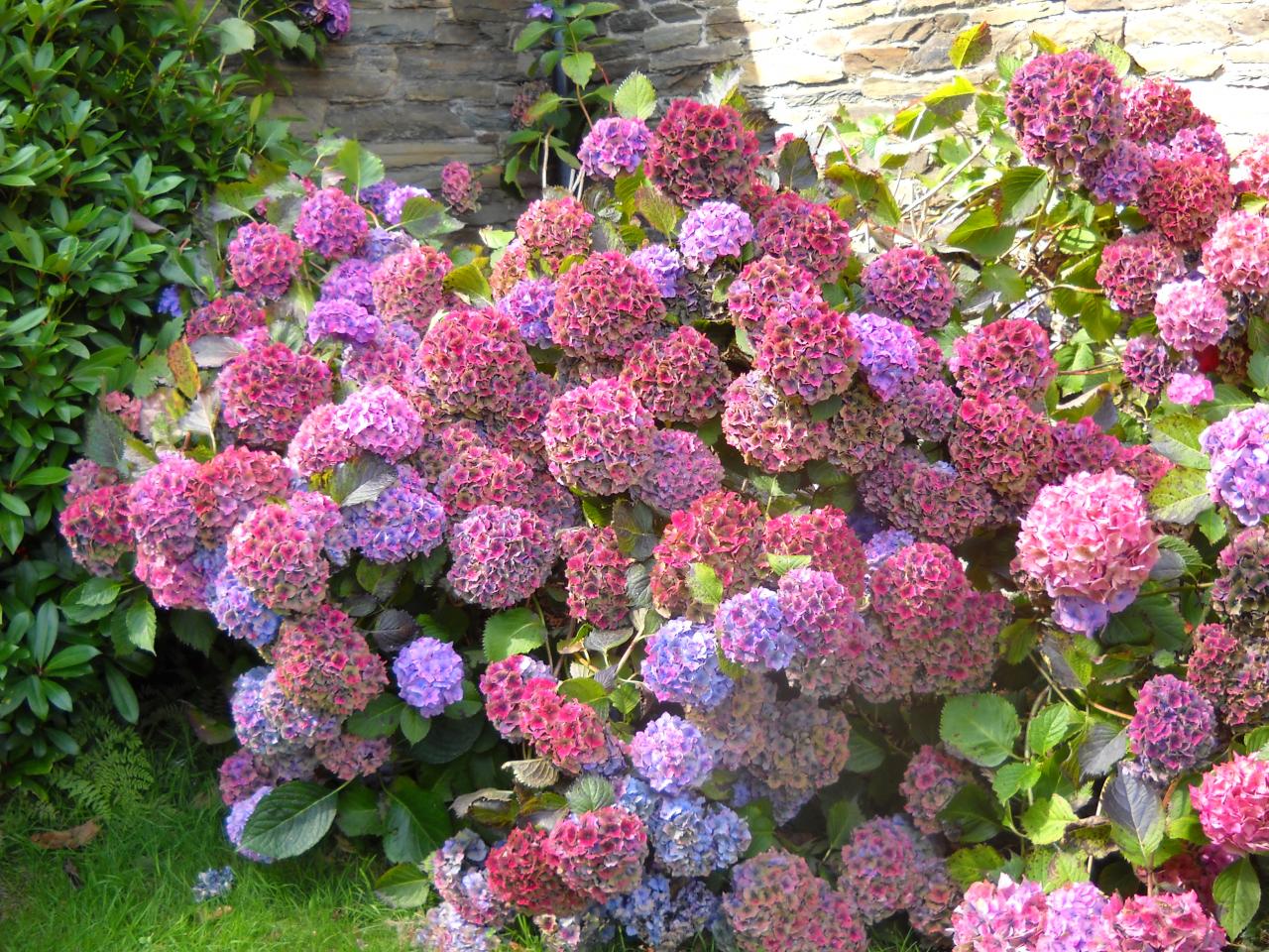 Hortensias